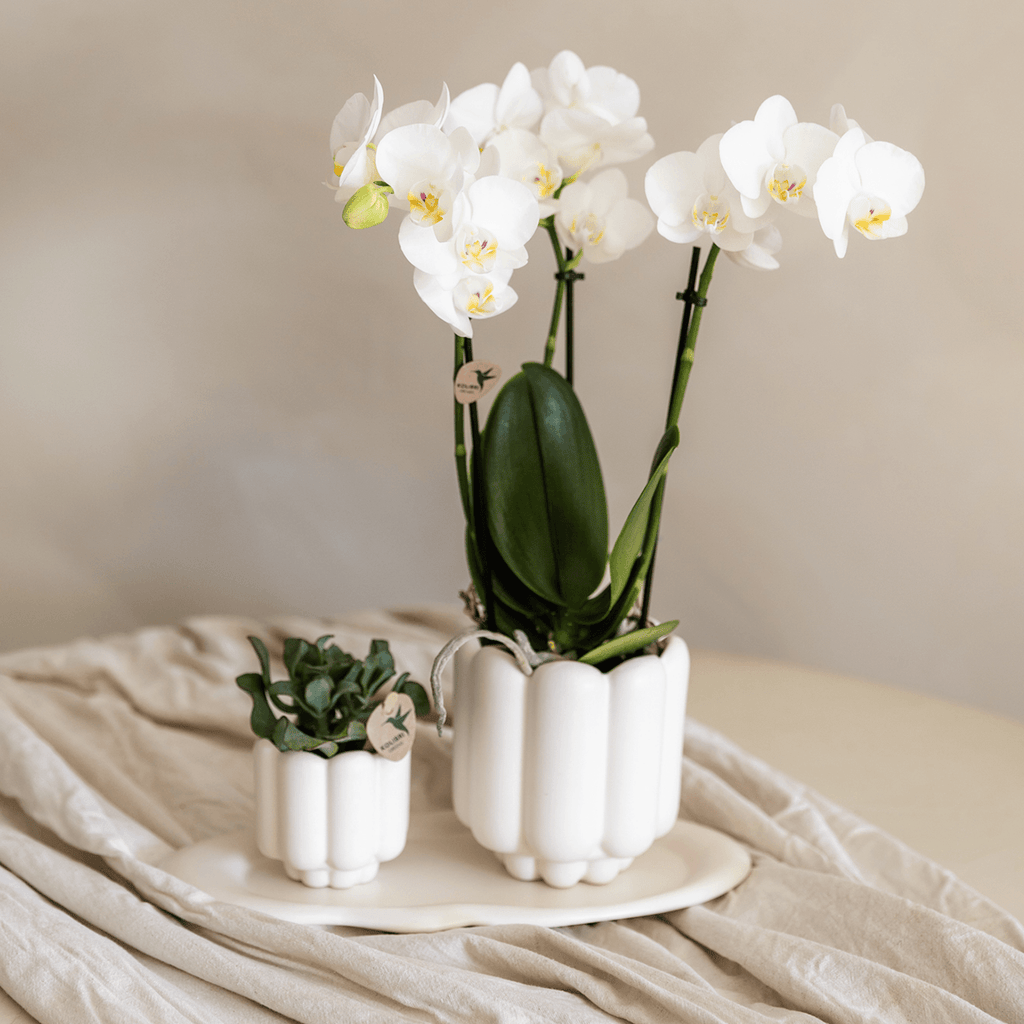 Retro Plant Pot – White – Ø6cm – Decorative Mini – Ceramic Cachepot – Flower Pot with Grooved Structure for Orchids & Small Plants