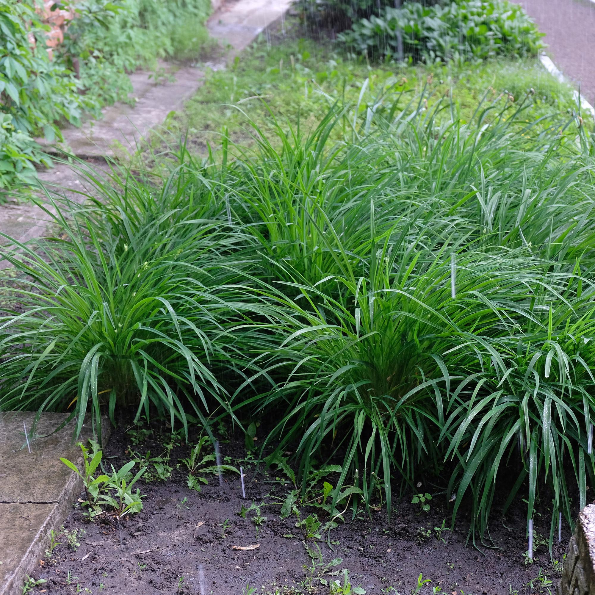 Ziergras Segge Carex morrowii Irish Green – Immergrün & winterhart – Frischgrünes Ziergras – Höhe ca. 50cm – 17cm – Für Beet, Kübel & Terrasse