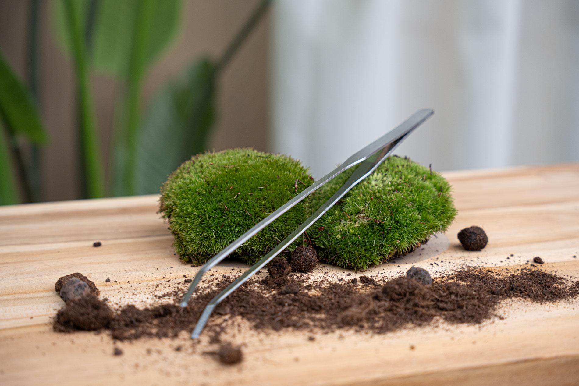 Terrarienpinzette – Edelstahl – 26cm – Lange Greifpinzette für Terrarium & Flaschengarten