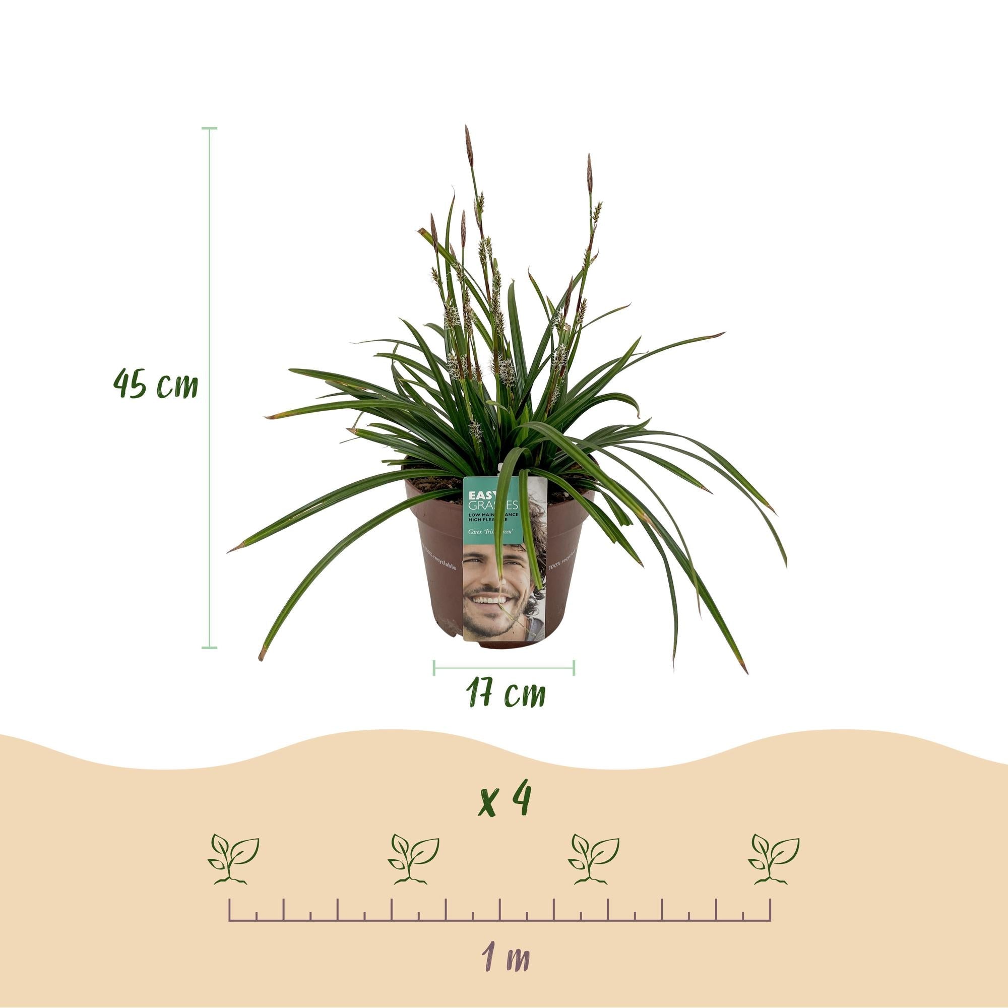 Ziergras Segge Carex morrowii Irish Green – Immergrün & winterhart – Frischgrünes Ziergras – Höhe ca. 50cm – 17cm – Für Beet, Kübel & Terrasse
