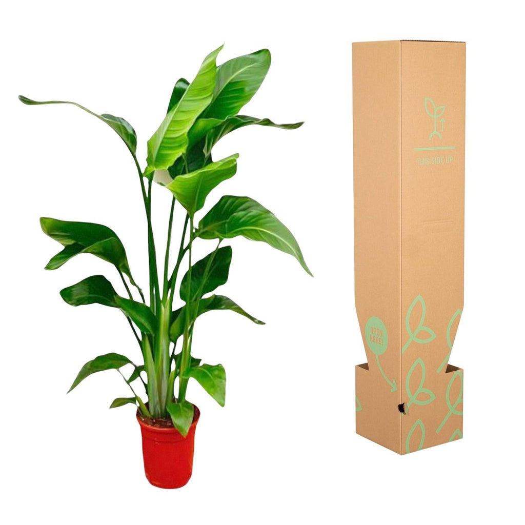 Strelitzia Nicolai – Paradiesvogelblume – Zimmerpflanze 70-90cm – Ø17cm – Tropische Grünpflanze für Wohnzimmer & Büro – Exotisch & pflegeleicht