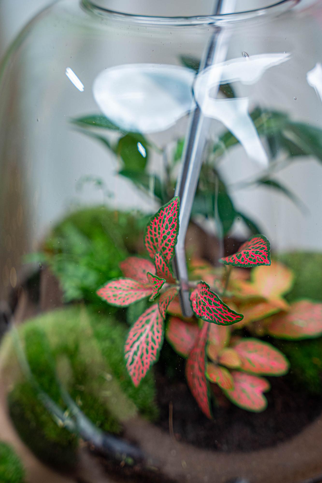 Terrarienpinzette – Edelstahl – 26cm – Lange Greifpinzette für Terrarium & Flaschengarten
