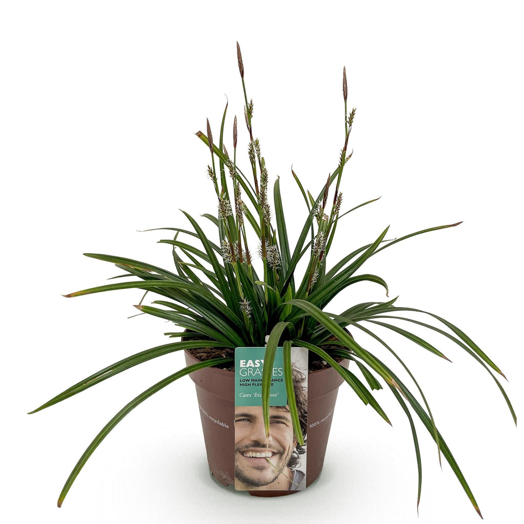 Ornamental Grass Sedge Carex morrowii Irish Green – Evergreen & winter-hardy – Fresh green ornamental grass – Height approx. 50cm – 17cm – For beds, pots & patios