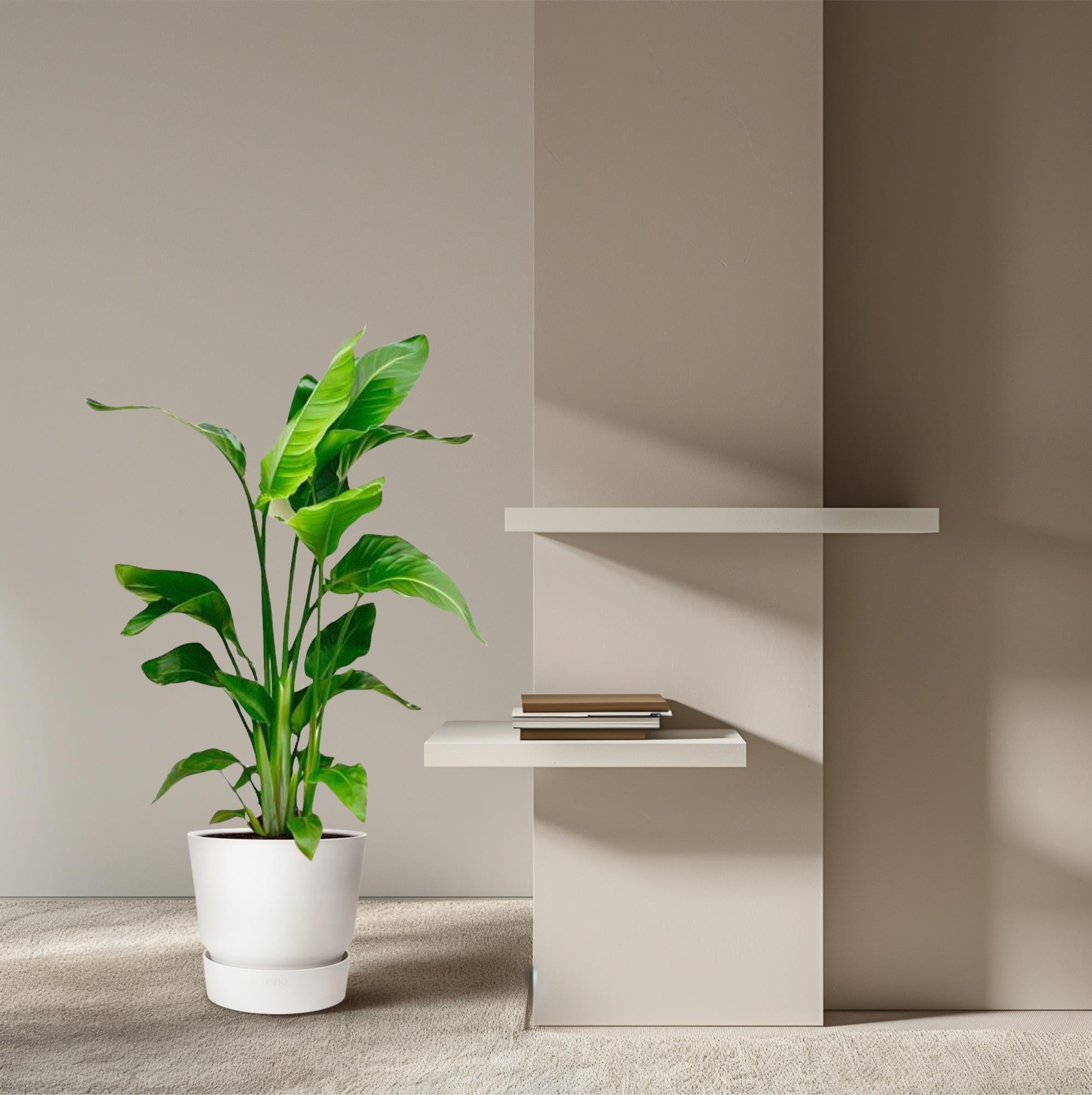 Strelitzia Nicolai – Paradiesvogelblume – Zimmerpflanze 70-90cm – Ø17cm – Tropische Grünpflanze für Wohnzimmer & Büro – Exotisch & pflegeleicht