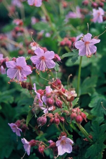 Balkan – Storchschnabel – Geranium macrorrhizum 'Ingwersen's Variety' – Ø9cm – 10-25cm – 60 Pflanzen
