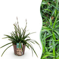 Ornamental Grass Sedge Carex morrowii Irish Green – Evergreen & winter-hardy – Fresh green ornamental grass – Height approx. 50cm – 17cm – For beds, pots & patios