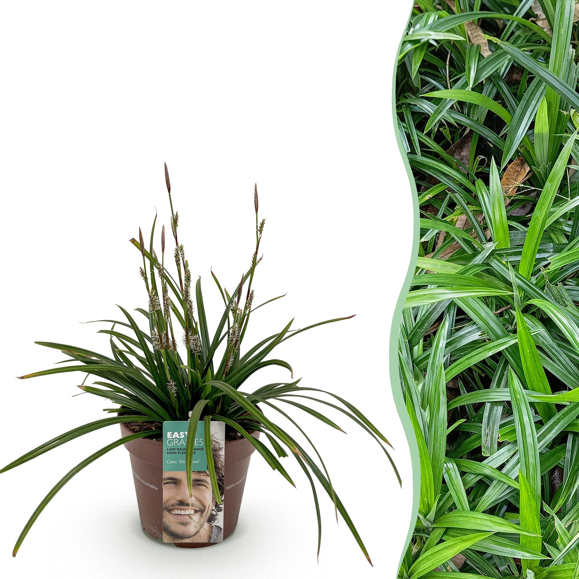 Ziergras Segge Carex morrowii Irish Green – Immergrün & winterhart – Frischgrünes Ziergras – Höhe ca. 50cm – 17cm – Für Beet, Kübel & Terrasse