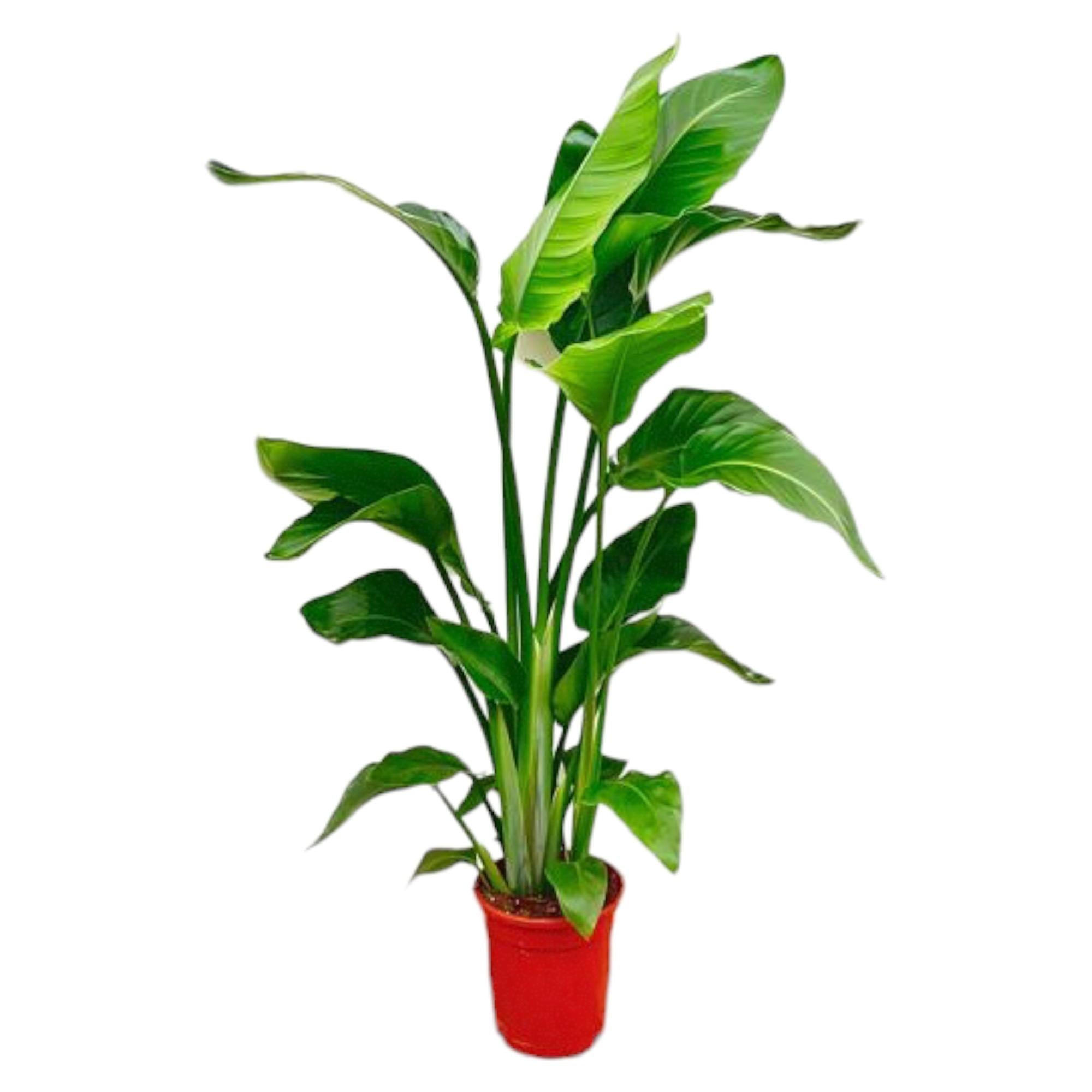 Strelitzia Nicolai – Paradiesvogelblume – Zimmerpflanze 70-90cm – Ø17cm – Tropische Grünpflanze für Wohnzimmer & Büro – Exotisch & pflegeleicht