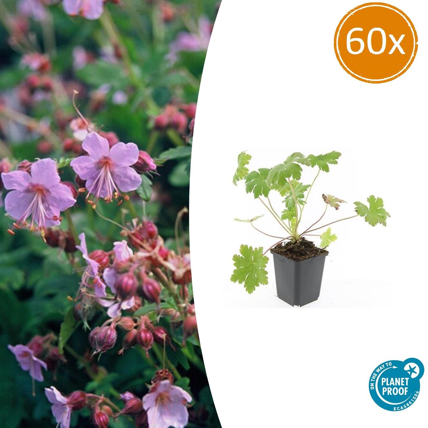 Balkan – Storchschnabel – Geranium macrorrhizum 'Ingwersen's Variety' – Ø9cm – 10-25cm – 60 Pflanzen