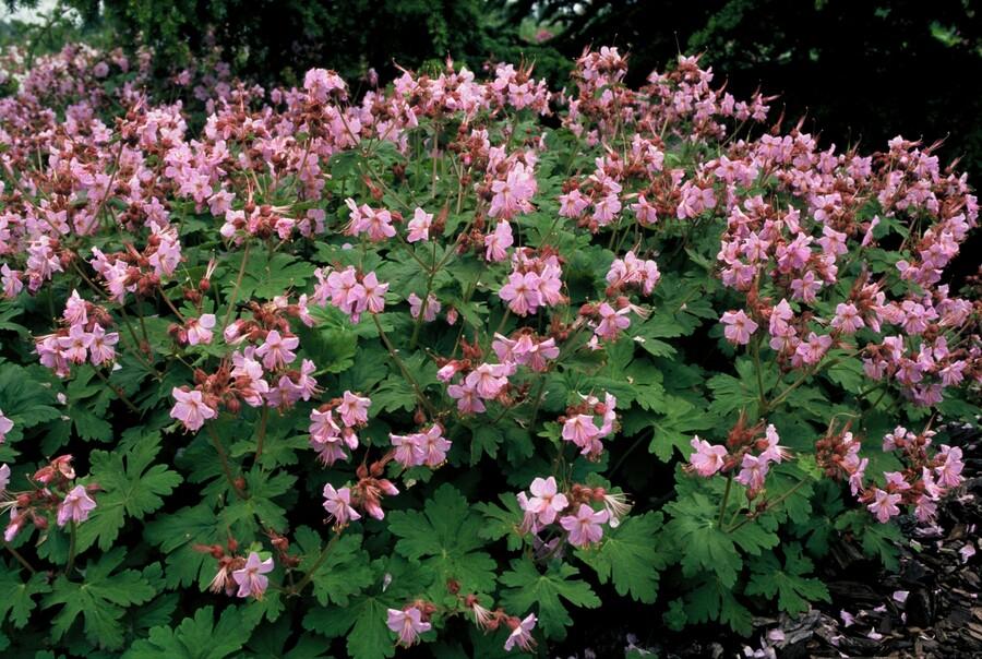 Balkan – Storchschnabel – Geranium macrorrhizum 'Ingwersen's Variety' – Ø9cm – 10-25cm – 60 Pflanzen