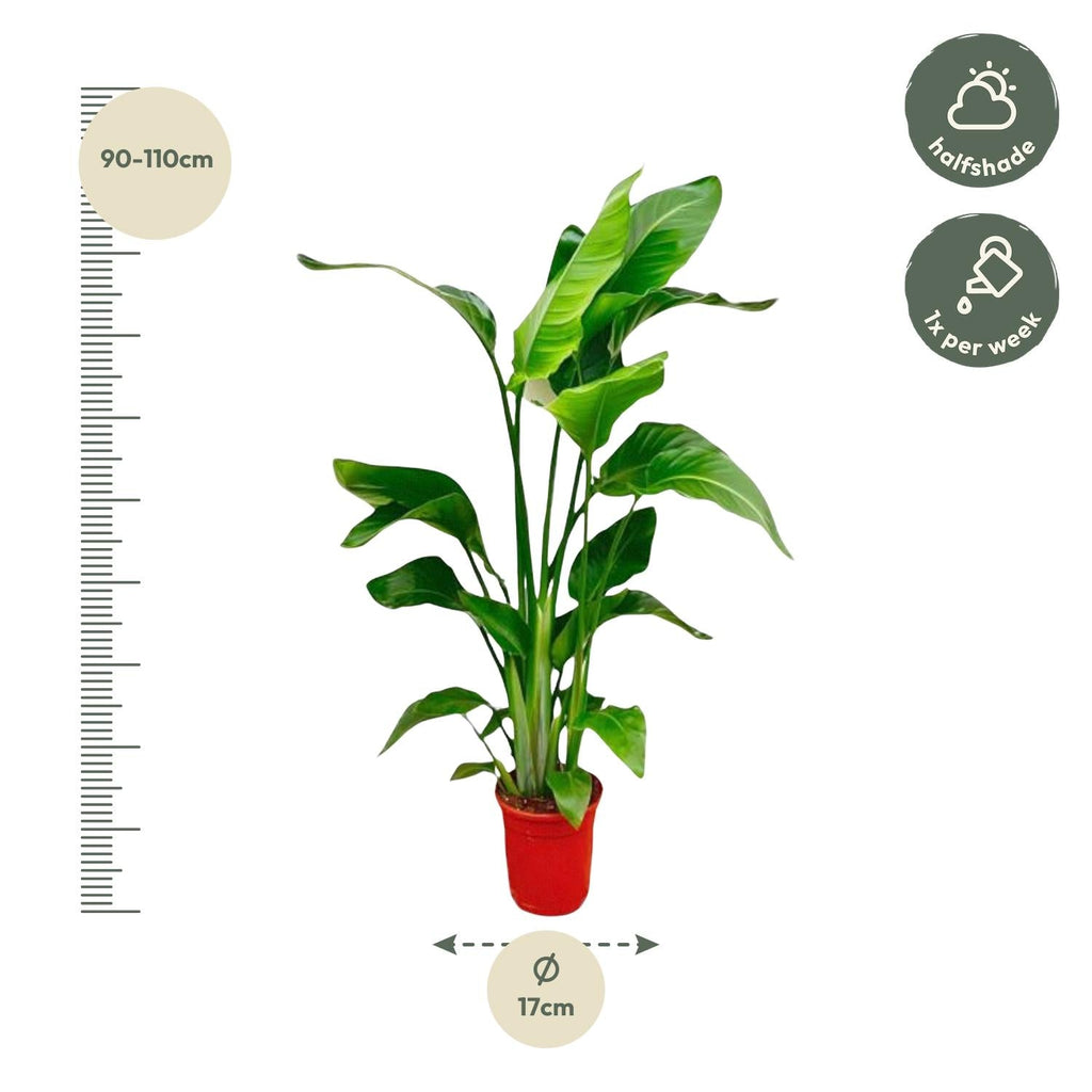 Strelitzia Nicolai – Paradiesvogelblume – Zimmerpflanze 70-90cm – Ø17cm – Tropische Grünpflanze für Wohnzimmer & Büro – Exotisch & pflegeleicht