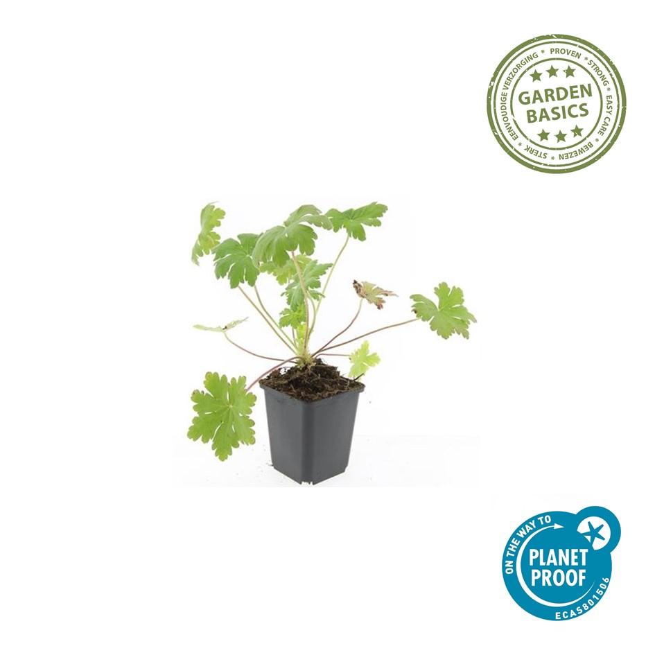 Balkan – Storchschnabel – Geranium macrorrhizum 'Ingwersen's Variety' – Ø9cm – 10-25cm – 60 Pflanzen