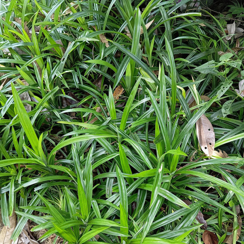 Ornamental Grass Sedge Carex morrowii Irish Green – Evergreen & winter-hardy – Fresh green ornamental grass – Height approx. 50cm – 17cm – For beds, pots & patios