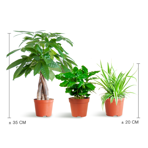 Haustierfreundliches Pflanzset – Zimmerpflanzen Mix – Ø12cm – Ungiftig für Katzen & Hunde – 3 Pflanzen – Set – Für Kinder und Haustiere geeignet