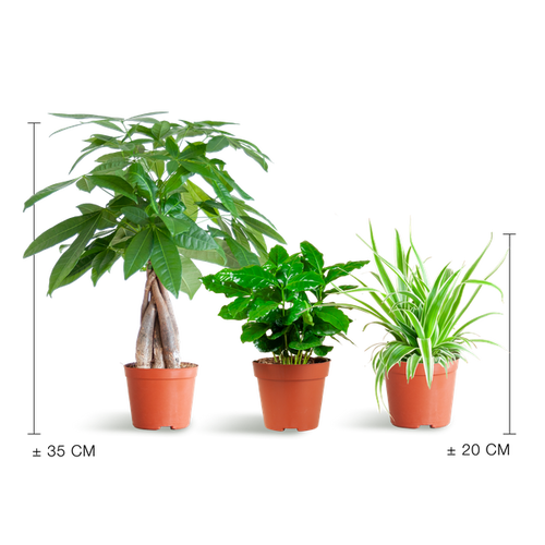Haustierfreundliches Pflanzset – Zimmerpflanzen Mix – Ø12cm – Ungiftig für Katzen & Hunde – 3 Pflanzen – Set – Für Kinder und Haustiere geeignet