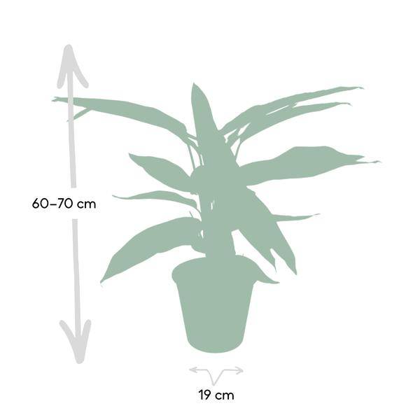 Calathea Triostar – Ø17cm H60cm – Tropische Zimmerpflanze mit rosa – grün – weißem Blattmuster – Pflegeleicht – Für indirektes Licht – Luftreinigend