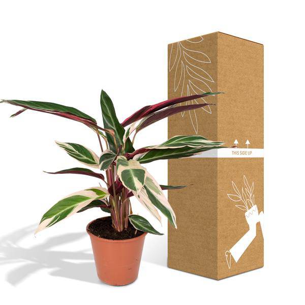 Calathea Triostar – Ø17cm H60cm – Tropische Zimmerpflanze mit rosa – grün – weißem Blattmuster – Pflegeleicht – Für indirektes Licht – Luftreinigend