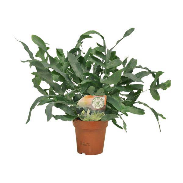 Blue Star Fern - Phlebodium Blue Star - Ø12cm - 35cm high - Houseplant - Decorative & Robust