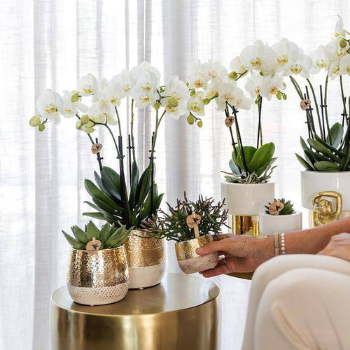 Keramik Blumentopf Gold – Mini – Pflanztopf Ø6cm – Glänzender Übertopf für kleine Zimmerpflanzen, Sukkulenten & Kakteen – Stilvolles Pflanzgefäß