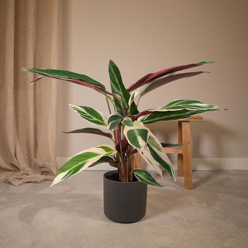 Calathea Triostar – Ø17cm H60cm – Tropische Zimmerpflanze mit rosa – grün – weißem Blattmuster – Pflegeleicht – Für indirektes Licht – Luftreinigend