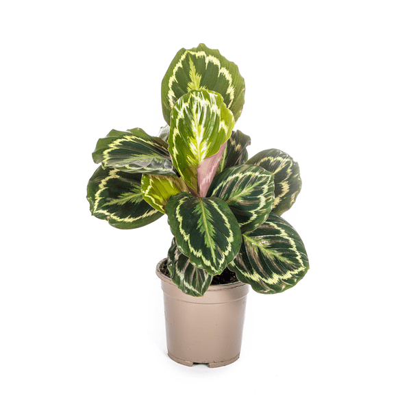 Calathea Medallion – Korbmarante – Ø17cm – ↕40-50cm – Exotische Zimmerpflanze mit dekorativen Blättern – Pflegeleicht & luftreinigend