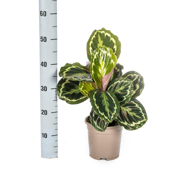 Calathea Medallion – Korbmarante – Ø17cm – ↕40-50cm – Exotische Zimmerpflanze mit dekorativen Blättern – Pflegeleicht & luftreinigend