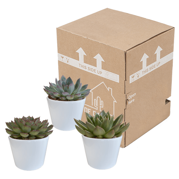 Echeveria Mix – Steinrose 3 Pflanzen – Ø10,5cm Zimmerpflanzen im weißen Topf – Verschiedene Sukkulenten
