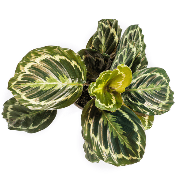 Calathea Medallion – Korbmarante – Ø17cm – ↕40-50cm – Exotische Zimmerpflanze mit dekorativen Blättern – Pflegeleicht & luftreinigend
