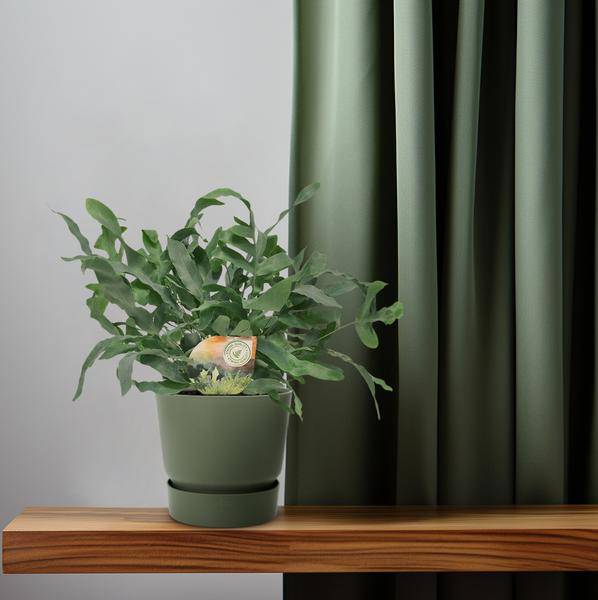 Blue Star Fern - Phlebodium Blue Star - Ø12cm - 35cm high - Houseplant - Decorative & Robust