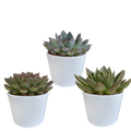 Echeveria Mix – Stone Rose 3 Plants – Ø10.5cm Houseplants in White Pot – Various Succulents