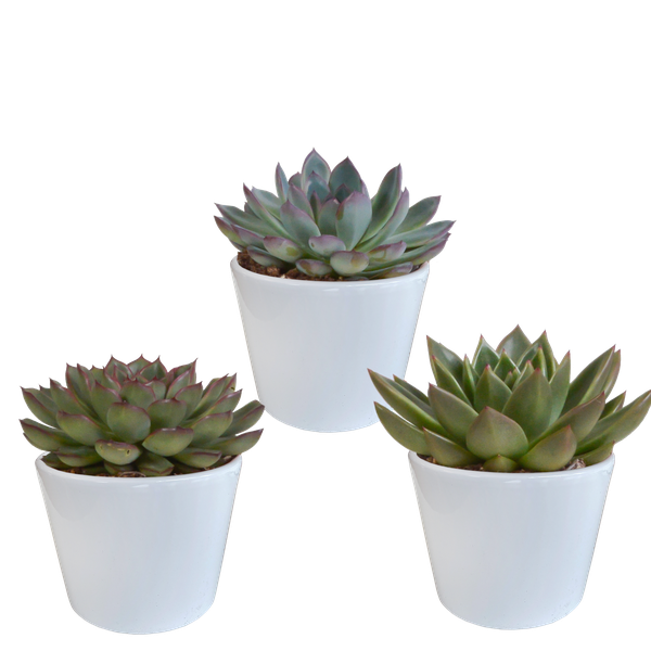 Echeveria Mix – Steinrose 3 Pflanzen – Ø10,5cm Zimmerpflanzen im weißen Topf – Verschiedene Sukkulenten