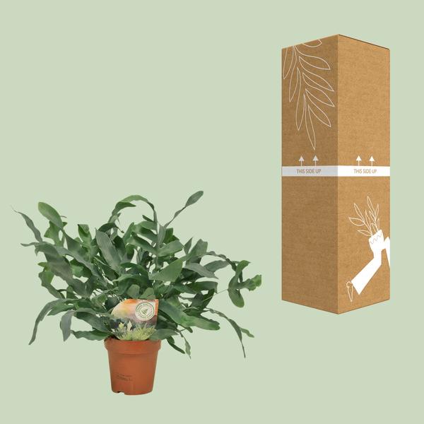 Blue Star Fern - Phlebodium Blue Star - Ø12cm - 35cm high - Houseplant - Decorative & Robust