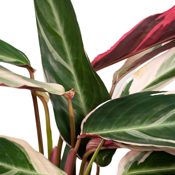 Calathea Triostar – Ø17cm H60cm – Tropische Zimmerpflanze mit rosa – grün – weißem Blattmuster – Pflegeleicht – Für indirektes Licht – Luftreinigend