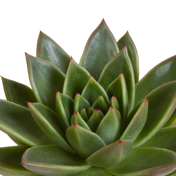 Echeveria Mix – Steinrose 3 Pflanzen – Ø10,5cm Zimmerpflanzen im weißen Topf – Verschiedene Sukkulenten