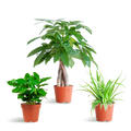 Pet-Friendly Plant Set – Indoor Plant Mix – Ø12cm – Non-Toxic for Cats & Dogs – 3 Plants – Set – Suitable for Children and Pets