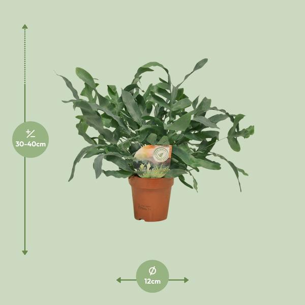Blue Star Fern - Phlebodium Blue Star - Ø12cm - 35cm high - Houseplant - Decorative & Robust