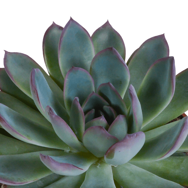 Echeveria Mix – Stone Rose 3 Plants – Ø10.5cm Houseplants in White Pot – Various Succulents