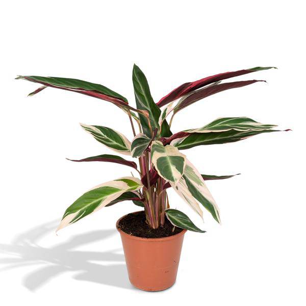 Calathea Triostar – Ø17cm H60cm – Tropical Houseplant with Pink, Green & White Leaf Pattern – Easy Care – For Indirect Light – Air Purifying